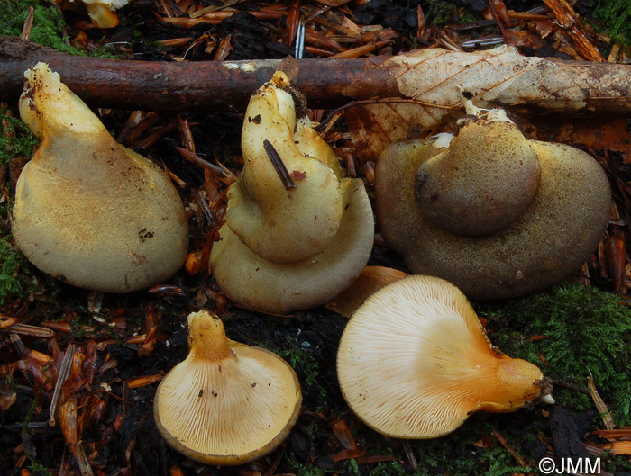 Panellus serotinus = Sarcomyxa serotina