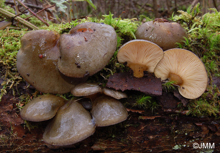 Panellus serotinus = Sarcomyxa serotina