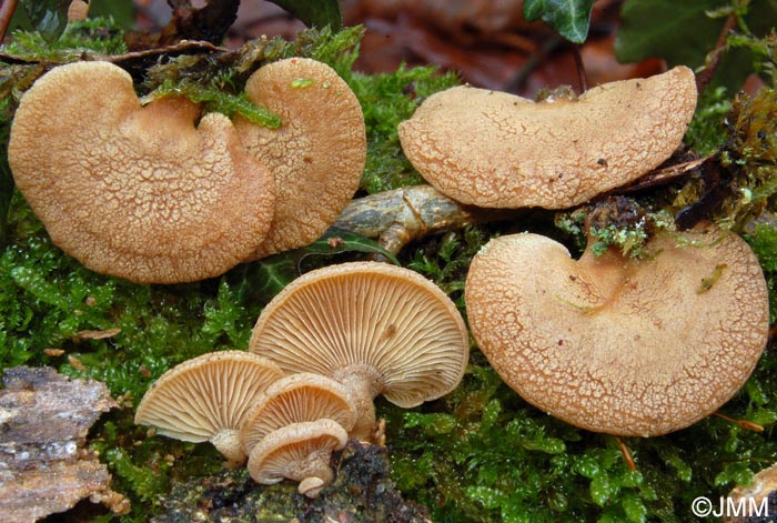 Panellus stipticus