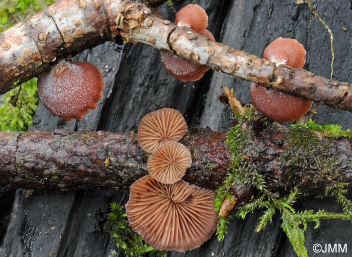 Scytinotus violaceofulvus = Panellus violaceofulvus