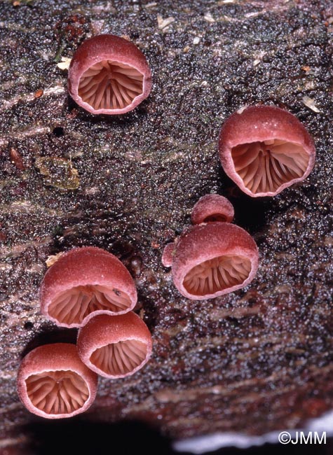 Scytinotus violaceofulvus = Panellus violaceofulvus