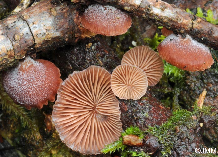 Scytinotus violaceofulvus = Panellus violaceofulvus