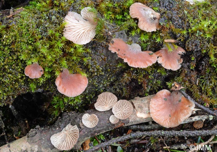 Scytinotus violaceofulvus = Panellus violaceofulvus