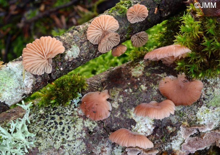 Scytinotus violaceofulvus = Panellus violaceofulvus