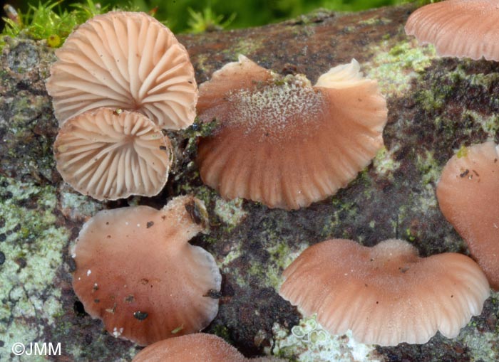 Scytinotus violaceofulvus = Panellus violaceofulvus