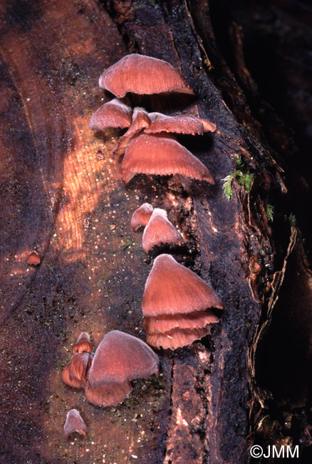 Scytinotus violaceofulvus = Panellus violaceofulvus