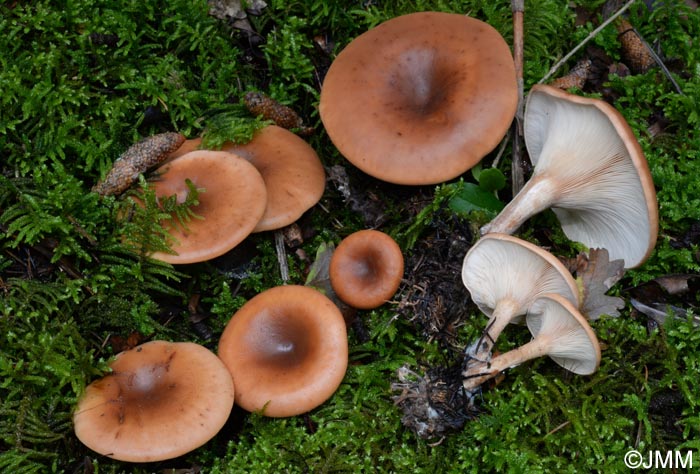 Lepista inversa = Clitocybe inversa = Paralepista inversa