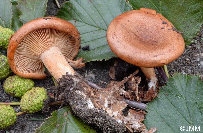 Paralepista lentiginosa = Lepista lentiginosa = Clitocybe lentiginosa