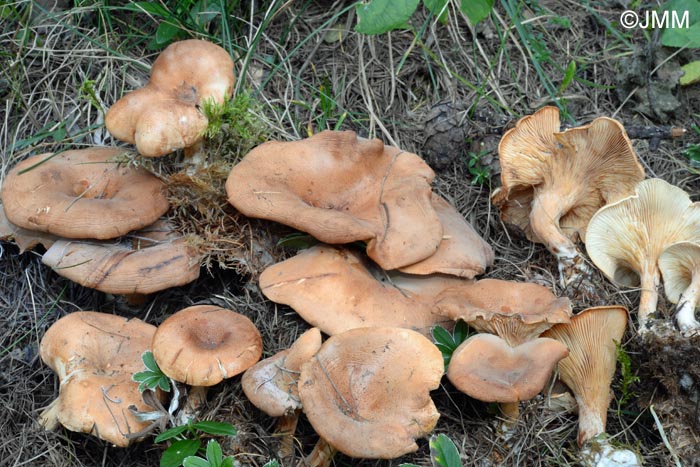 Paralepista lentiginosa = Lepista lentiginosa = Clitocybe lentiginosa