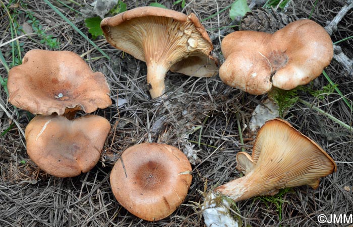 Paralepista lentiginosa = Lepista lentiginosa = Clitocybe lentiginosa