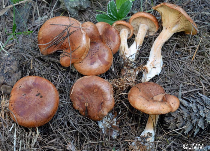 Paralepista lentiginosa = Lepista lentiginosa = Clitocybe lentiginosa