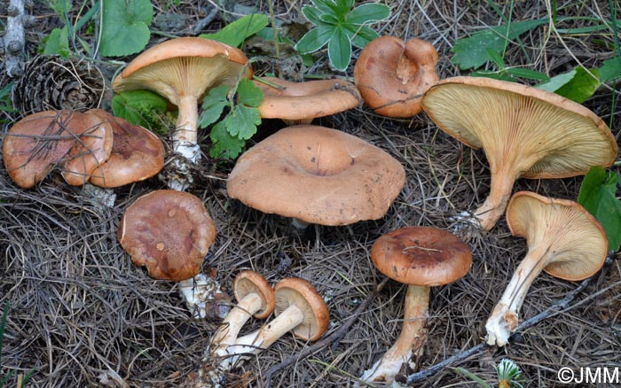 Paralepista lentiginosa = Lepista lentiginosa = Clitocybe lentiginosa