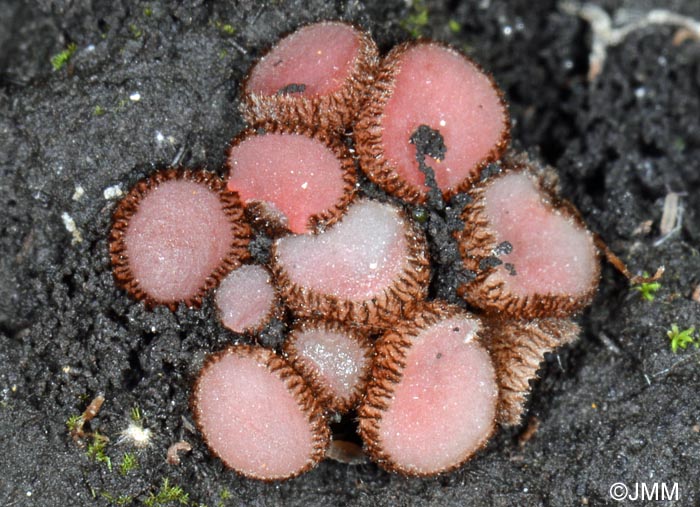 Parascutellinia violacea