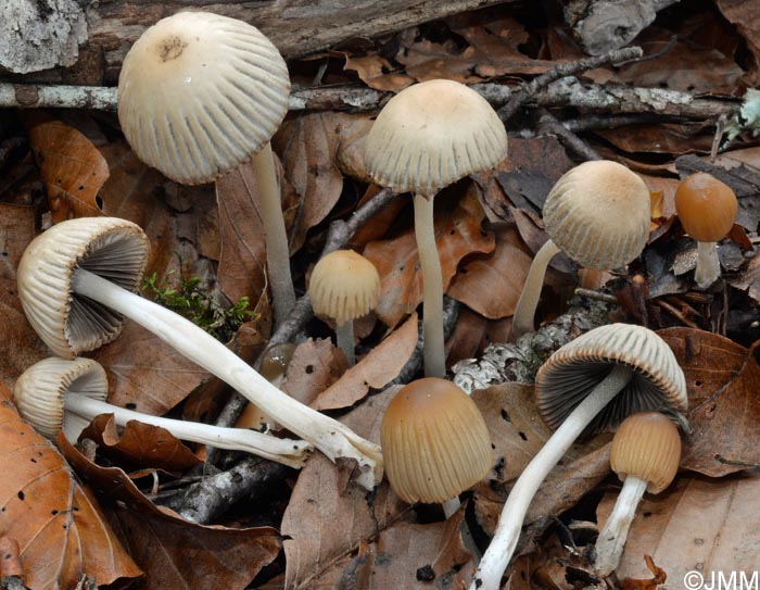 Coprinus leiocephalus = Parasola leiocephala = Parasola lactea