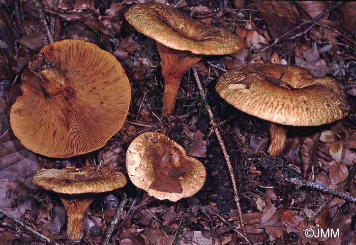 Paxillus adelphus = Paxillus rubicundulus ss auct.