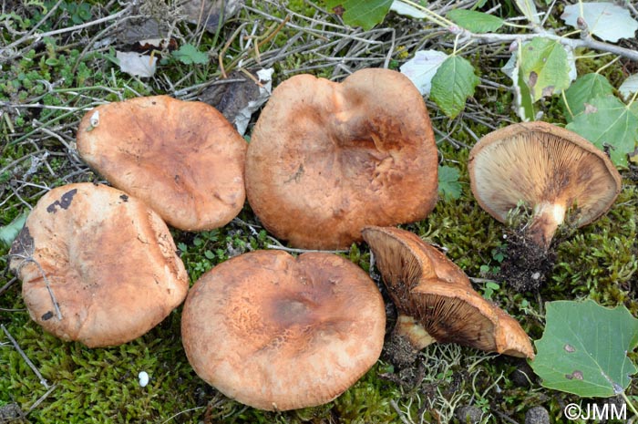 Paxillus ammoniavirescens = Paxillus validus