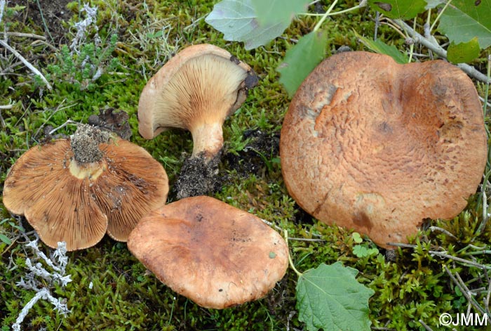 Paxillus ammoniavirescens = Paxillus validus