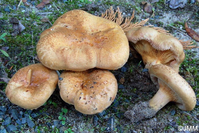 Paxillus ammoniavirescens = Paxillus validus