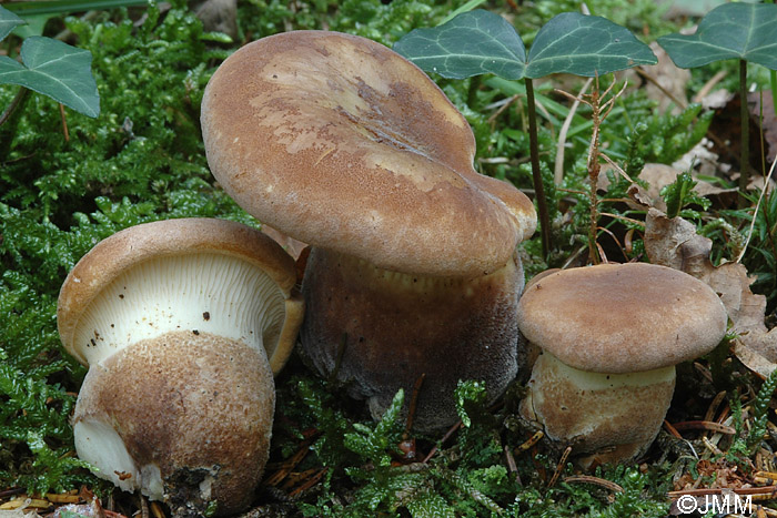 Tapinella atrotomentosa = Paxillus atrotomentosus