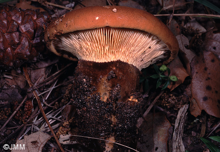 Tapinella atrotomentosa = Paxillus atrotomentosus