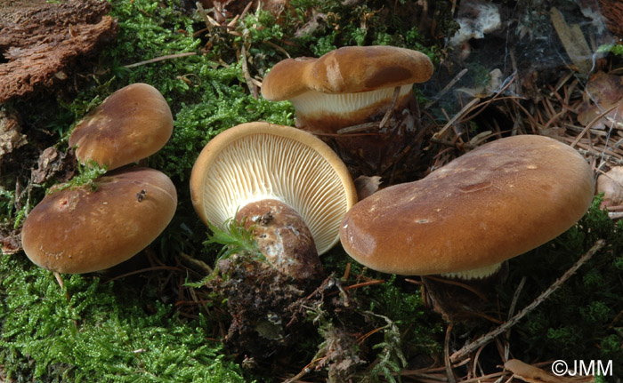 Tapinella atrotomentosa = Paxillus atrotomentosus