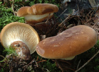 Tapinella atrotomentosa = Paxillus atrotomentosus