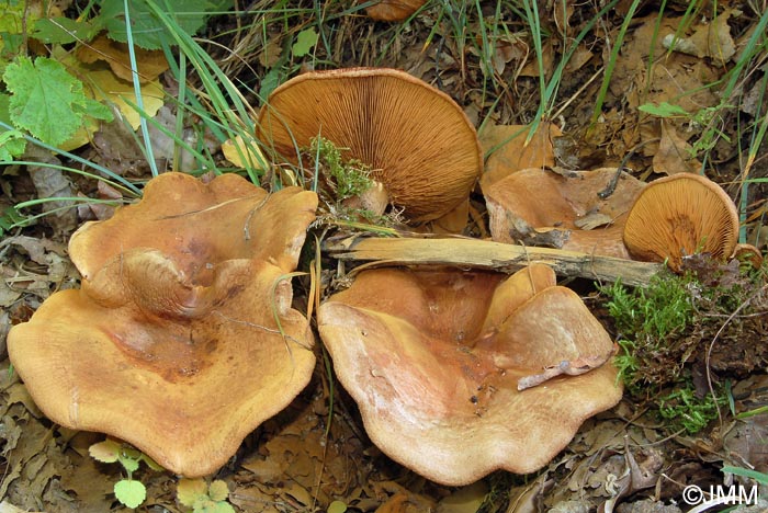 Paxillus cuprinus