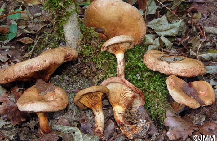 Paxillus cuprinus