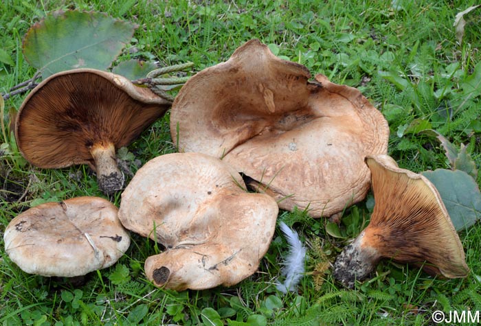 Paxillus cuprinus