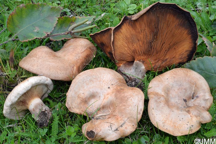 Paxillus cuprinus