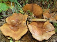 Paxillus cuprinus