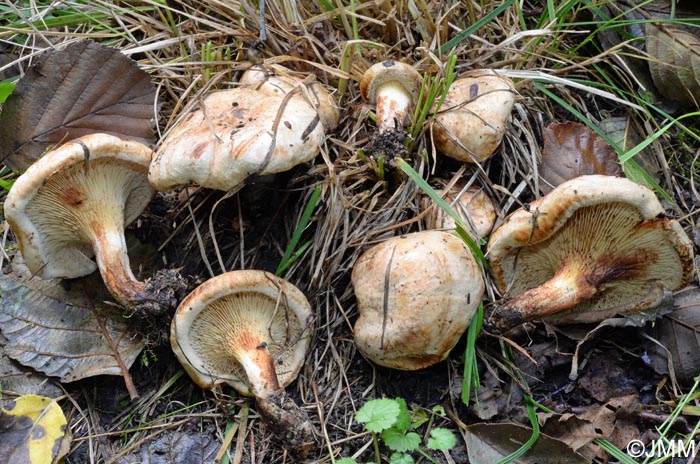 Paxillus olivellus = Paxillus filamentosus ss auct.