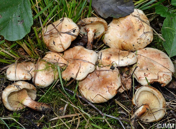 Paxillus olivellus = Paxillus filamentosus ss auct.