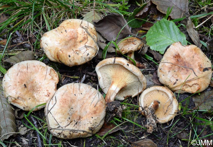 Paxillus olivellus = Paxillus filamentosus ss auct.