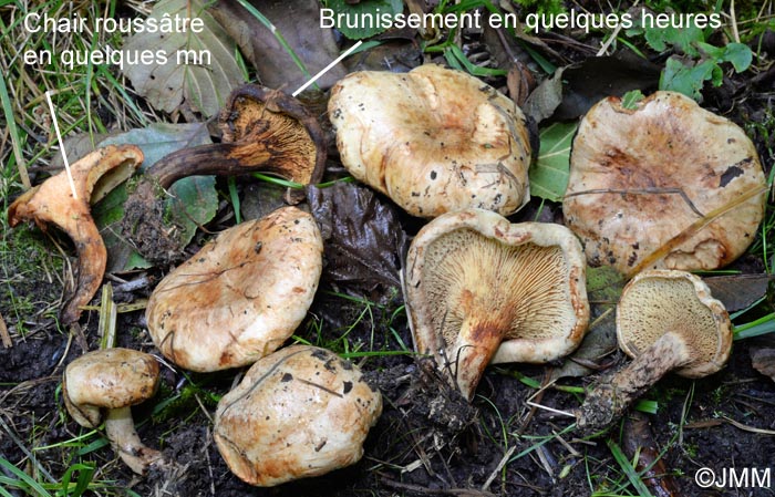 Paxillus olivellus = Paxillus filamentosus ss auct.