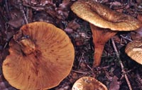 Paxillus filamentosus