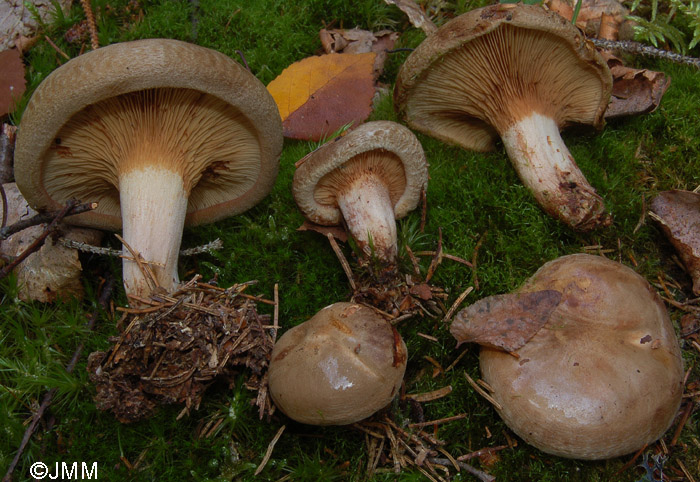 Paxillus involutus