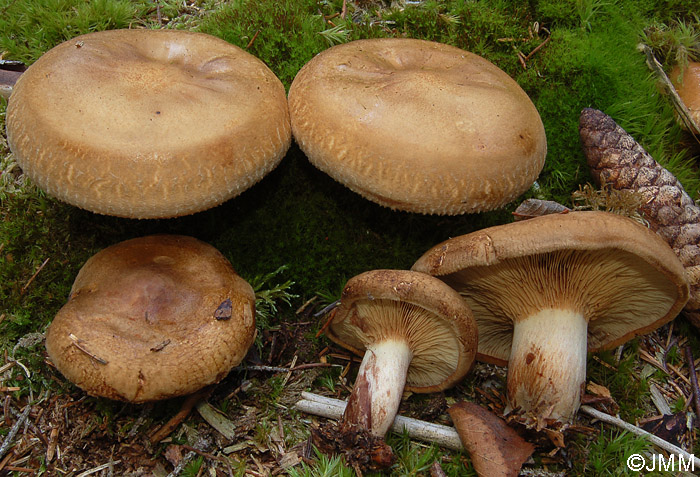 Paxillus involutus