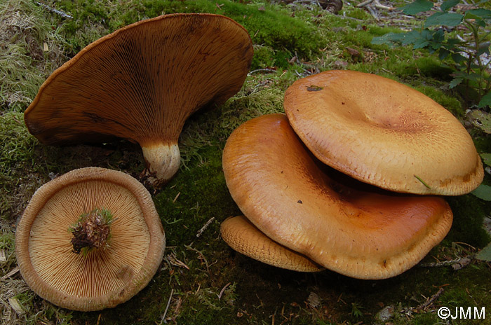 Paxillus involutus