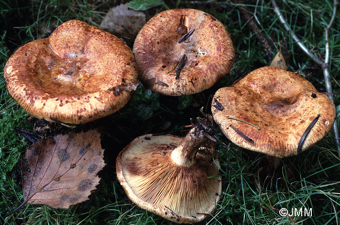 Paxillus involutus