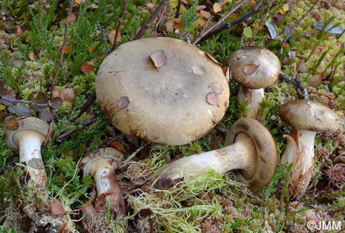 Paxillus involutus