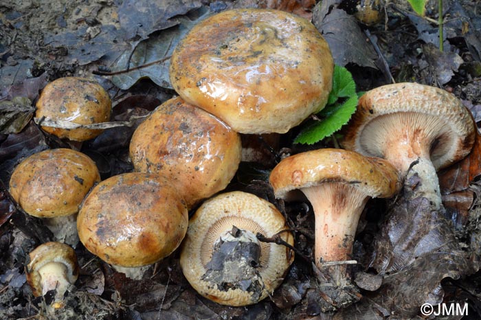 Paxillus involutus