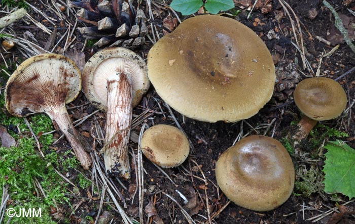 Paxillus involutus