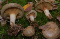 Paxillus involutus