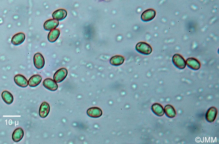 Paxillus obscurosporus : spores