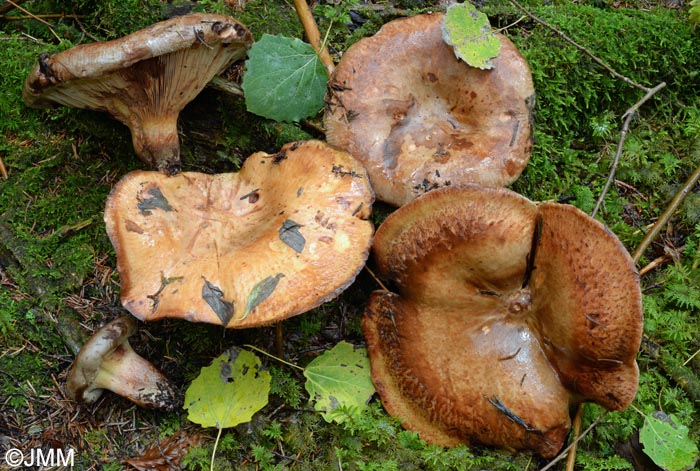 Paxillus obscurosporus = Paxillus obscurisporus