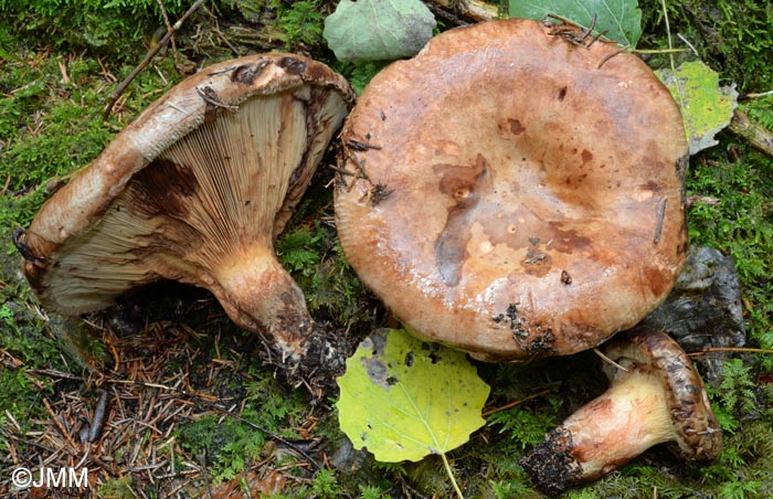 Paxillus obscurosporus = Paxillus obscurisporus