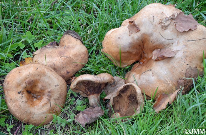 Paxillus obscurosporus = Paxillus obscurisporus