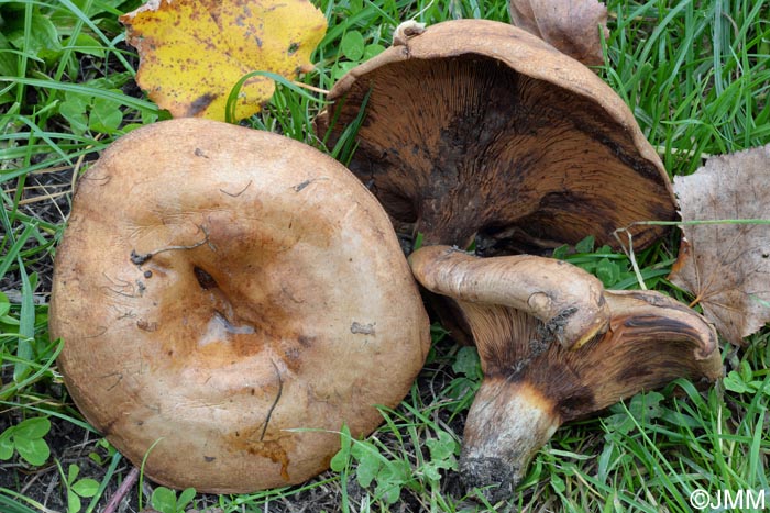 Paxillus obscurosporus = Paxillus obscurisporus