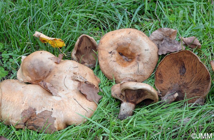 Paxillus obscurosporus = Paxillus obscurisporus